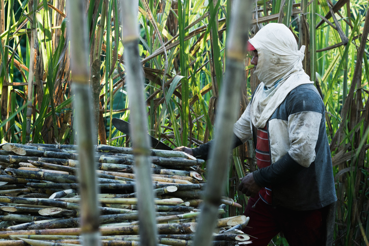 Agricultural worker harvesting sugar cane
